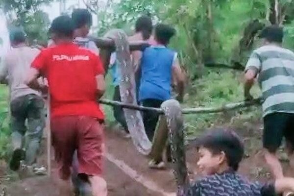 Remaja di Polman Digigit dan Dililit Piton 6 Meter, Untung ada Ibu Paksa Buka Mulut Ular