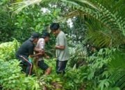 Sapi Milik Warga di Lutra Dimangsa Ular Piton