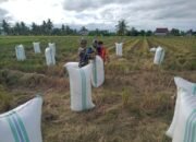 Koramil 1403-03/Belopa Gelar Pendampindan Sergab dan Beras Bulog 2025