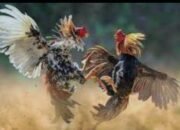 Sabung Ayam di Kelurahan To’Bulung Palopo Dibubarkan Polisi, Tidak Ada Pelaku Ditangkap