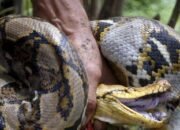 Cari Tali Pengikat Kayu di Kebun, Seorang Nenek di Sidrap Ditelan Ular Piton