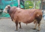 Sapi Kurban dari Presiden Prabowo Berat 807kg Dikirim ke Palopo