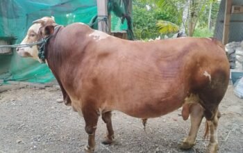 Sapi Kurban dari Presiden Prabowo Berat 807kg Dikirim ke Palopo
